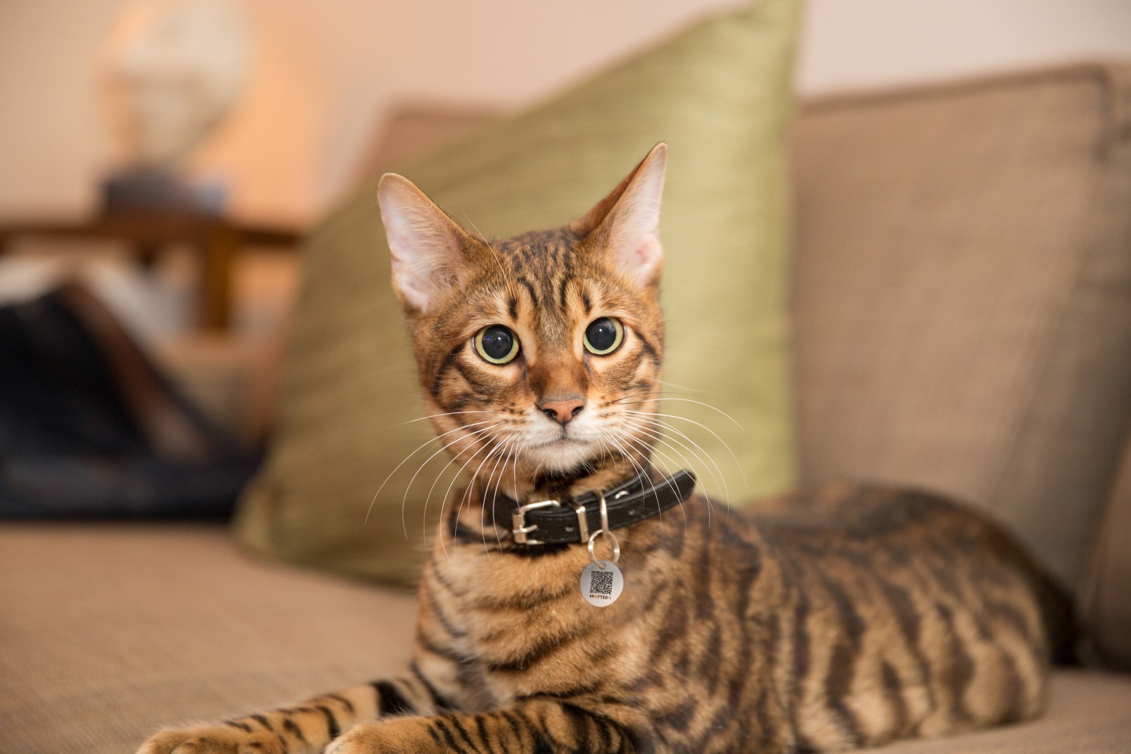 Spotted! Pro Hond & Kat S — afbeelding 6