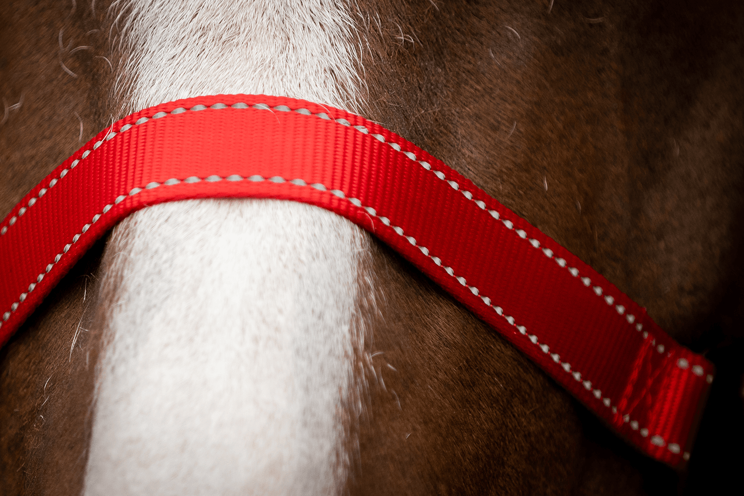 Excellent Premium Halster Rood XS — afbeelding 4