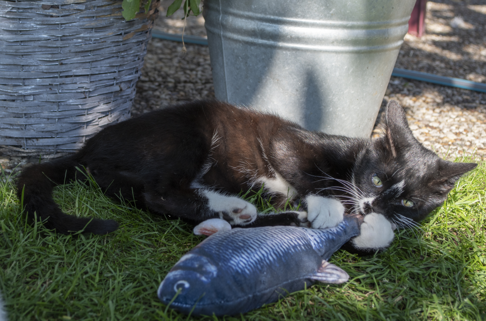 Robocat Forel — afbeelding 5