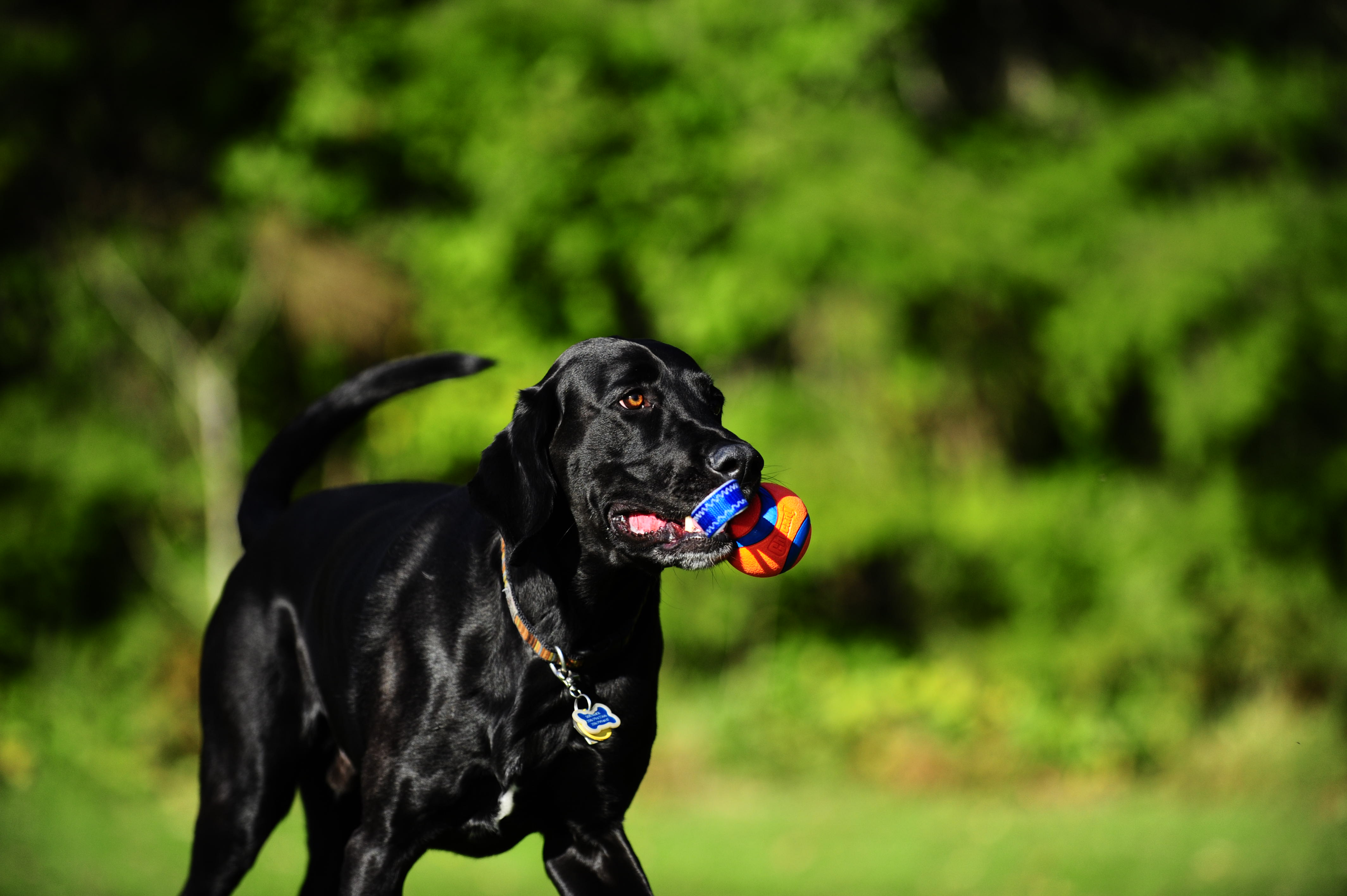 Chuckit! Ultra Tug S — afbeelding 3