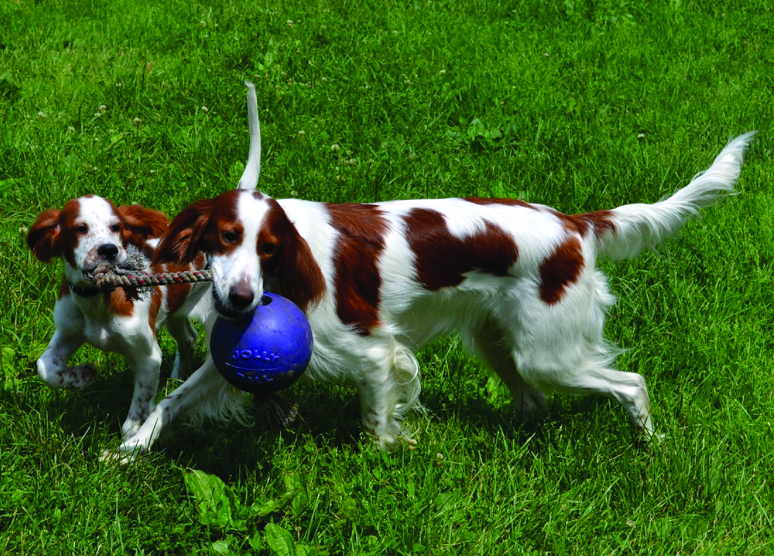 Jolly Romp-n-Roll Blauw S (10 cm) — afbeelding 4
