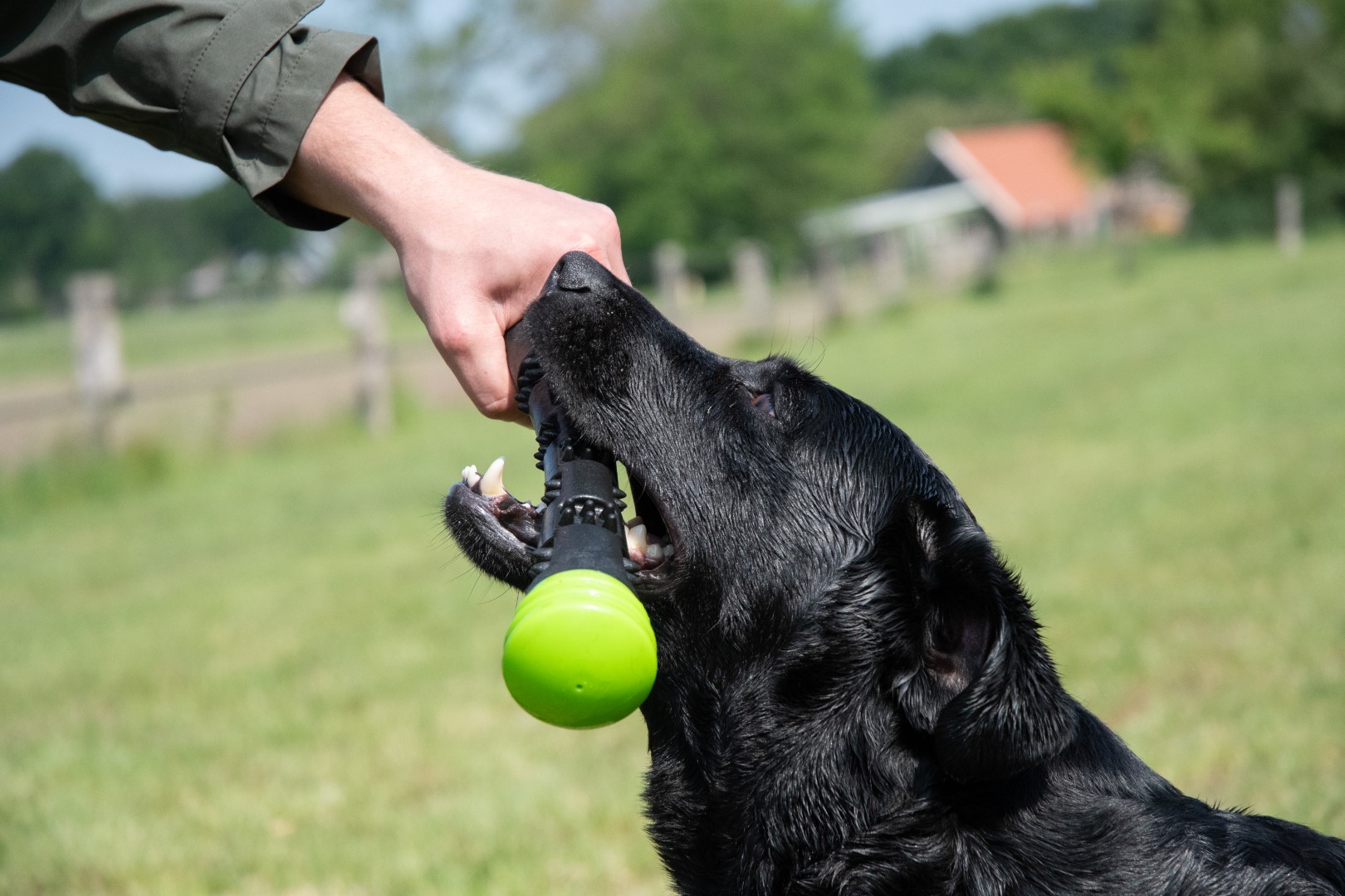 Dog Comets Meteor Werpstok Groen L — afbeelding 5