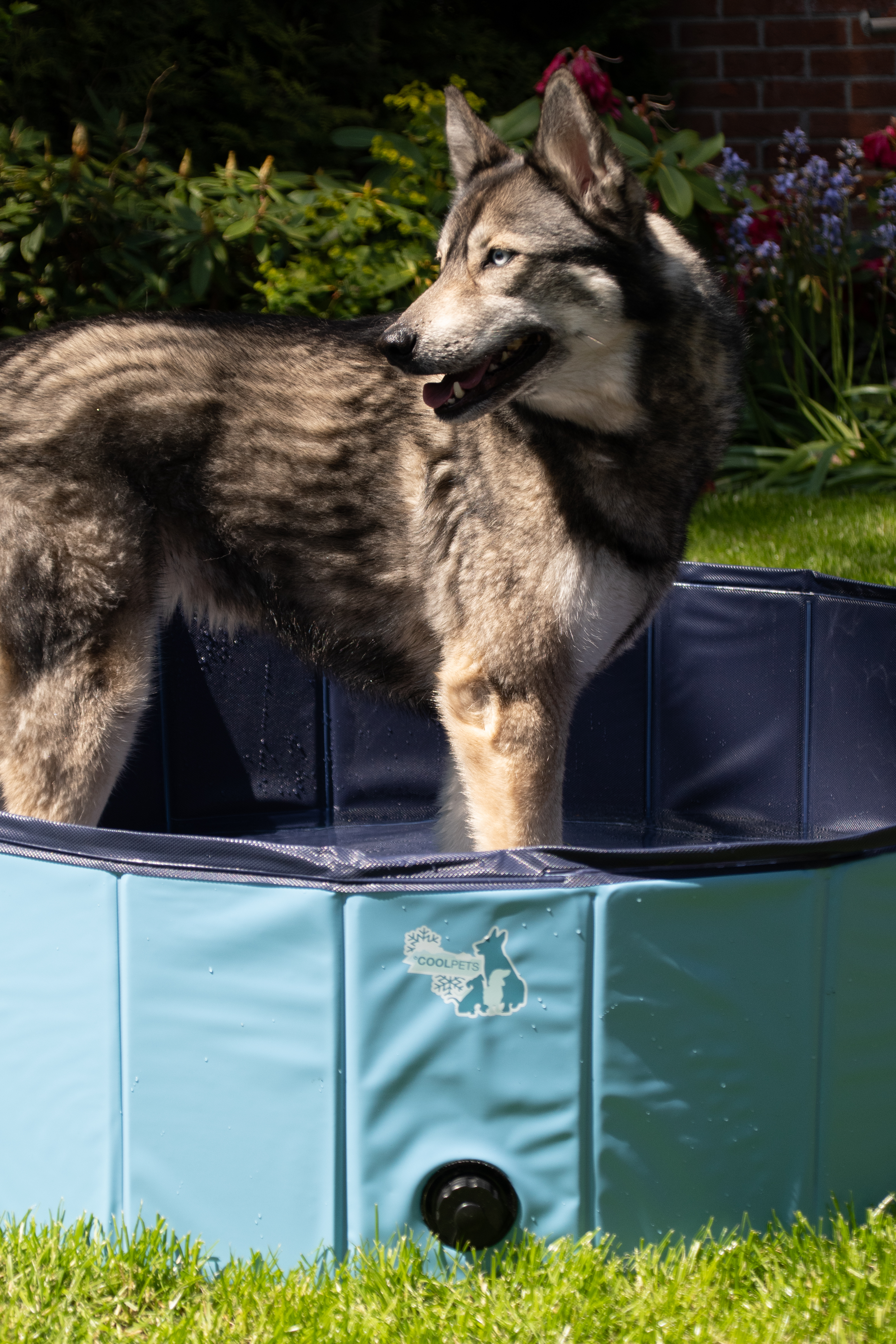 CoolPets Splash Dog Pool ø 80 x 20 cm — afbeelding 4
