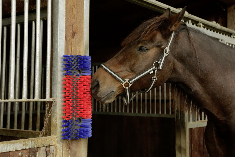 Borstel voor Paard, Rund, Geit — afbeelding 2