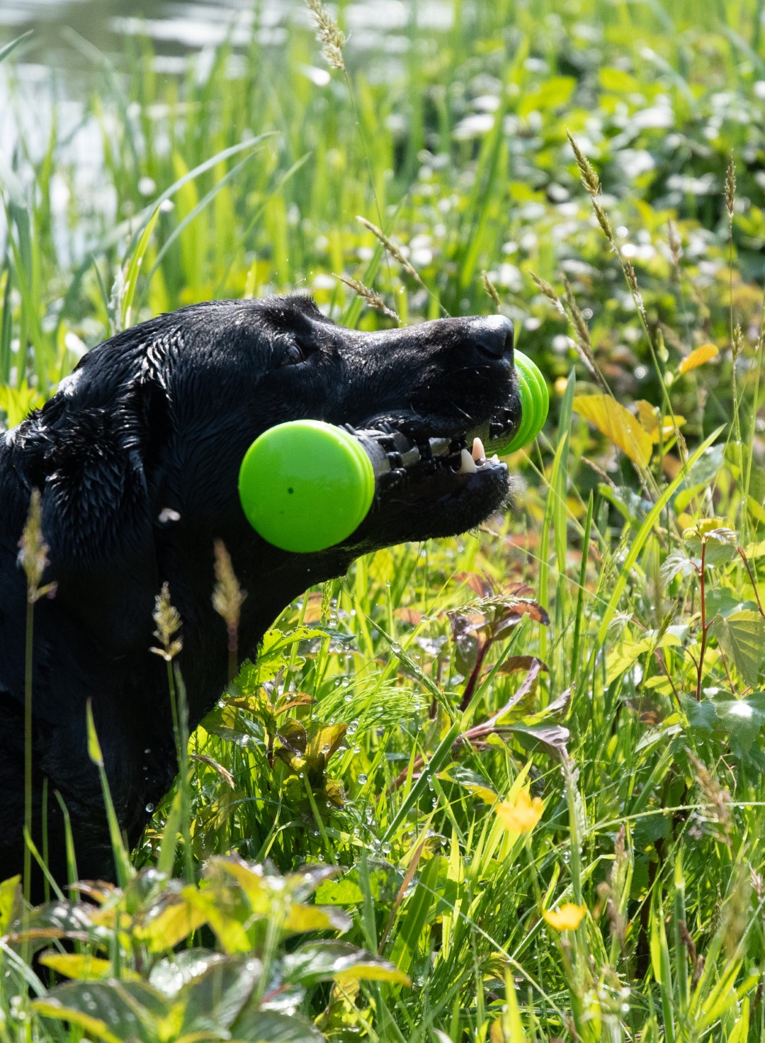 Dog Comets Meteor Werpstok Groen L — afbeelding 3