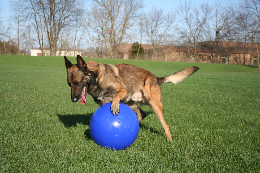 Jolly Push-n-Play Blauw XL (35 cm) — afbeelding 2