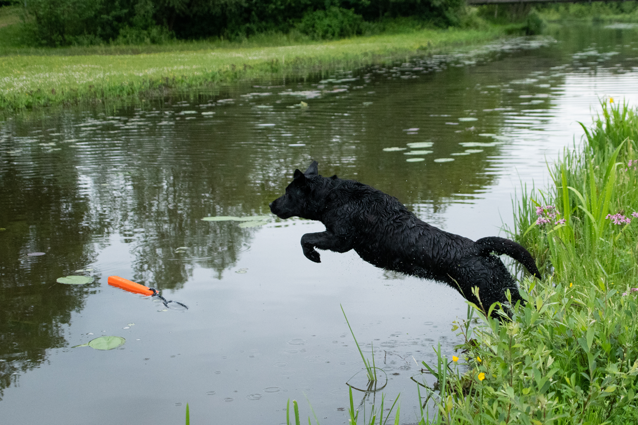 Dog Comets Orion Oranje — afbeelding 6