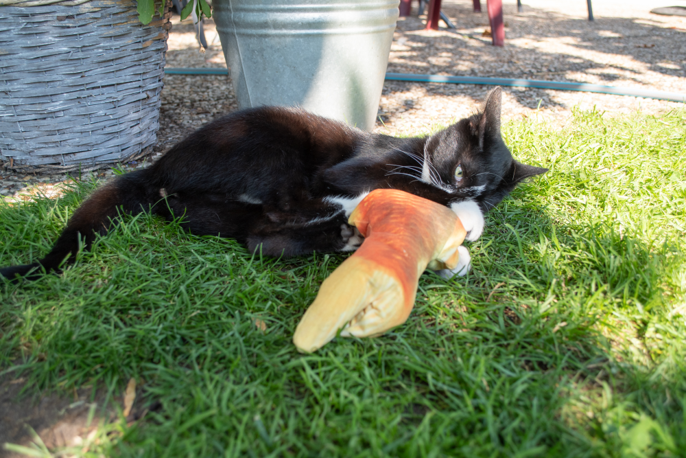 Robocat Forel — afbeelding 6