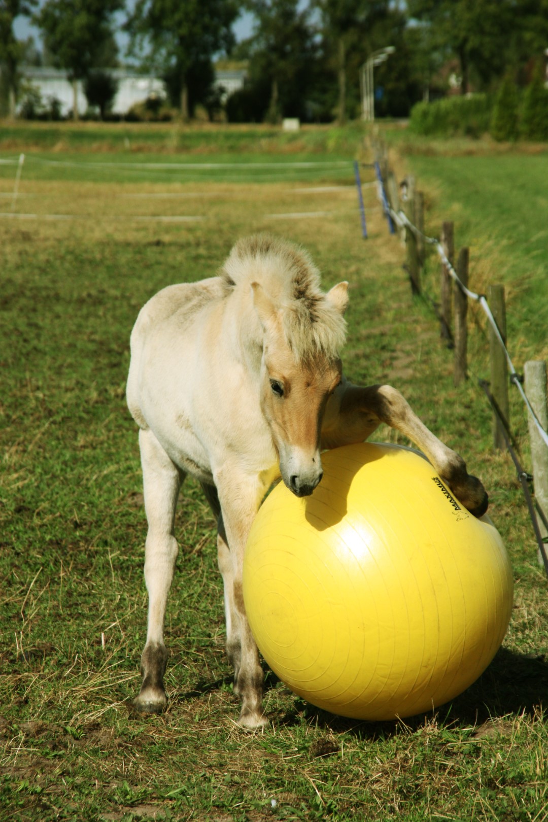 Maximus Power Play Ball 65 cm — afbeelding 4