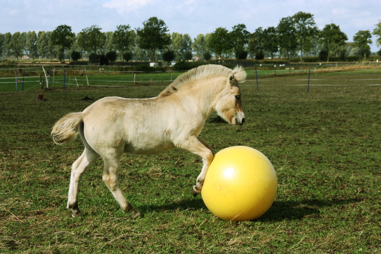 Maximus Power Play Ball 65 cm — afbeelding 5