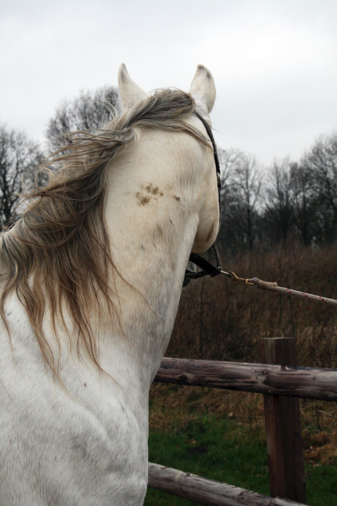 Excellent Horse Hi Gloss Clean Spray 500 ml — afbeelding 4