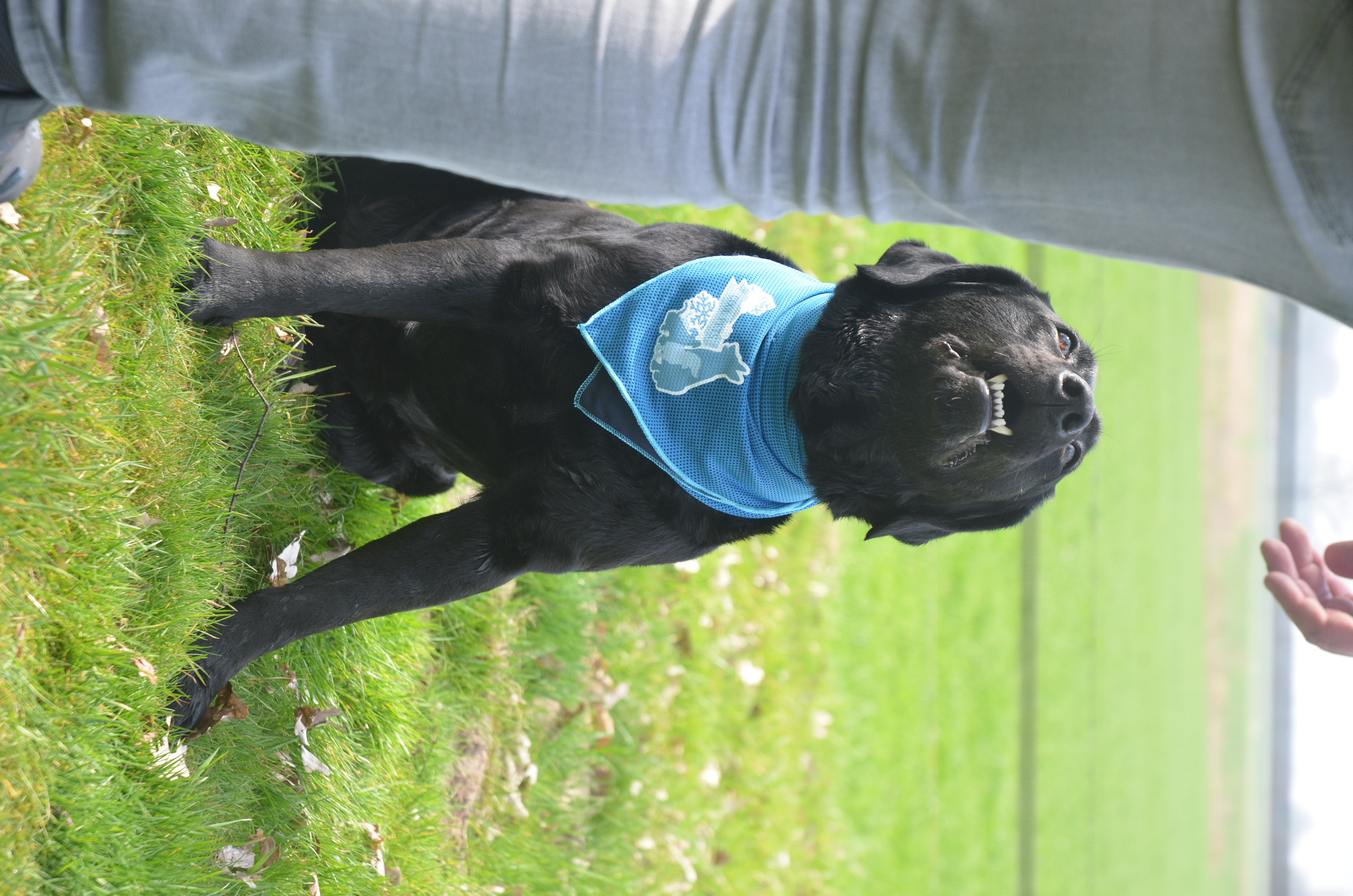 CoolPets Cooling Bandana S — afbeelding 5