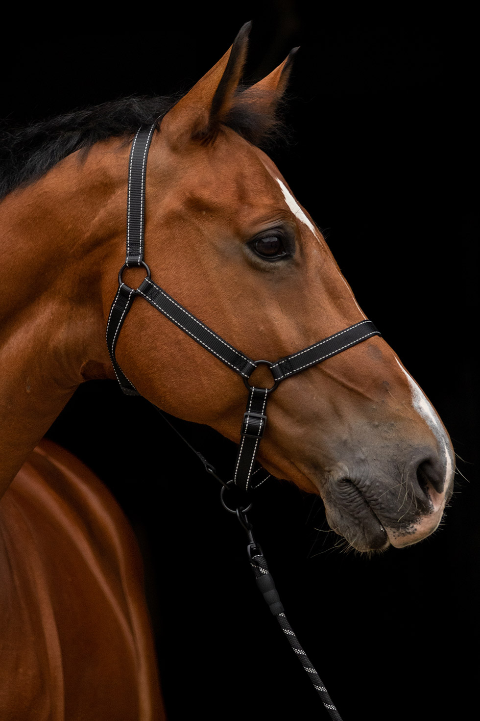 Excellent Premium Halster Zwart XS — afbeelding 2