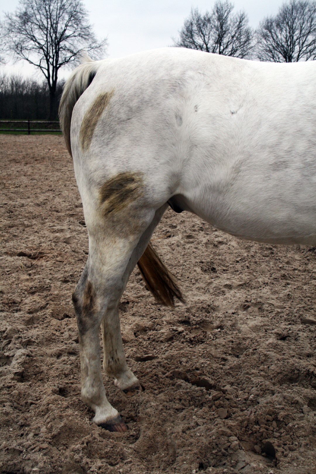 Excellent Horse Hi Gloss Clean Spray 500 ml — afbeelding 5