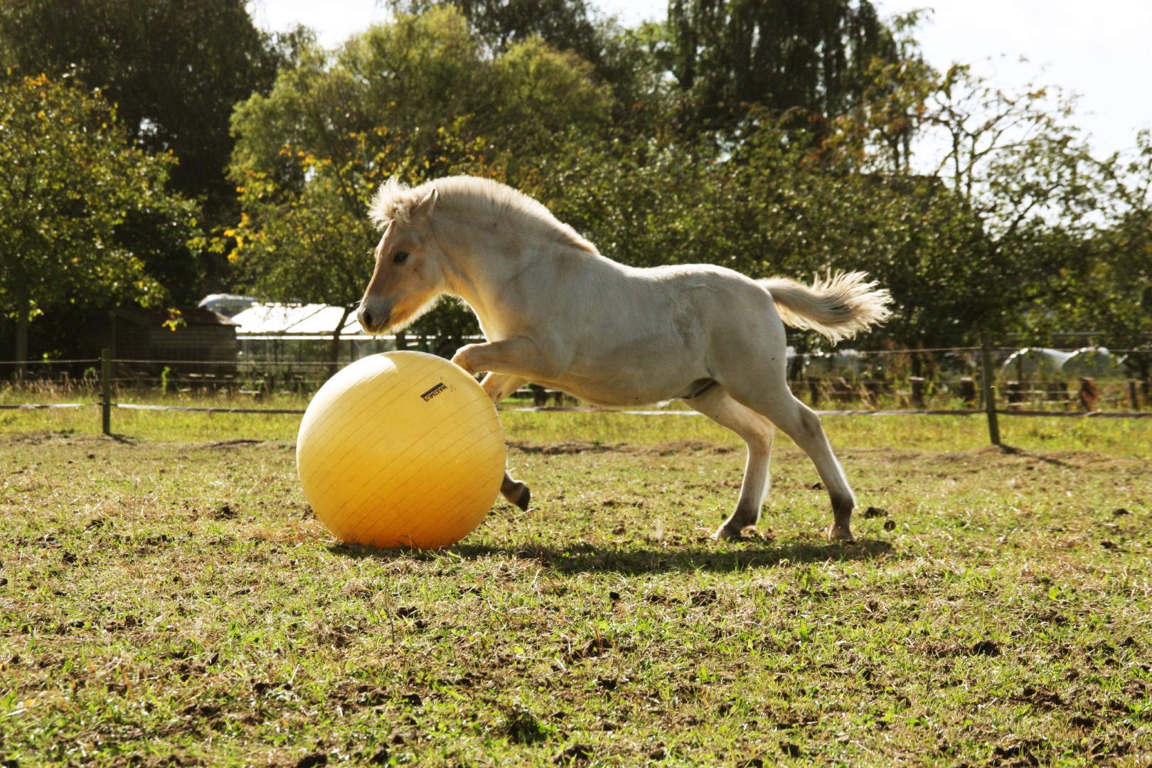 Maximus Power Play Ball 65 cm — afbeelding 6