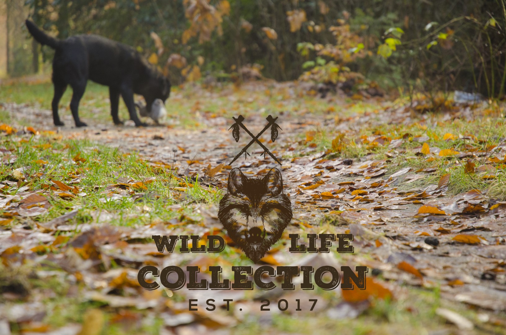 Wild Life Dog Konijn — afbeelding 3