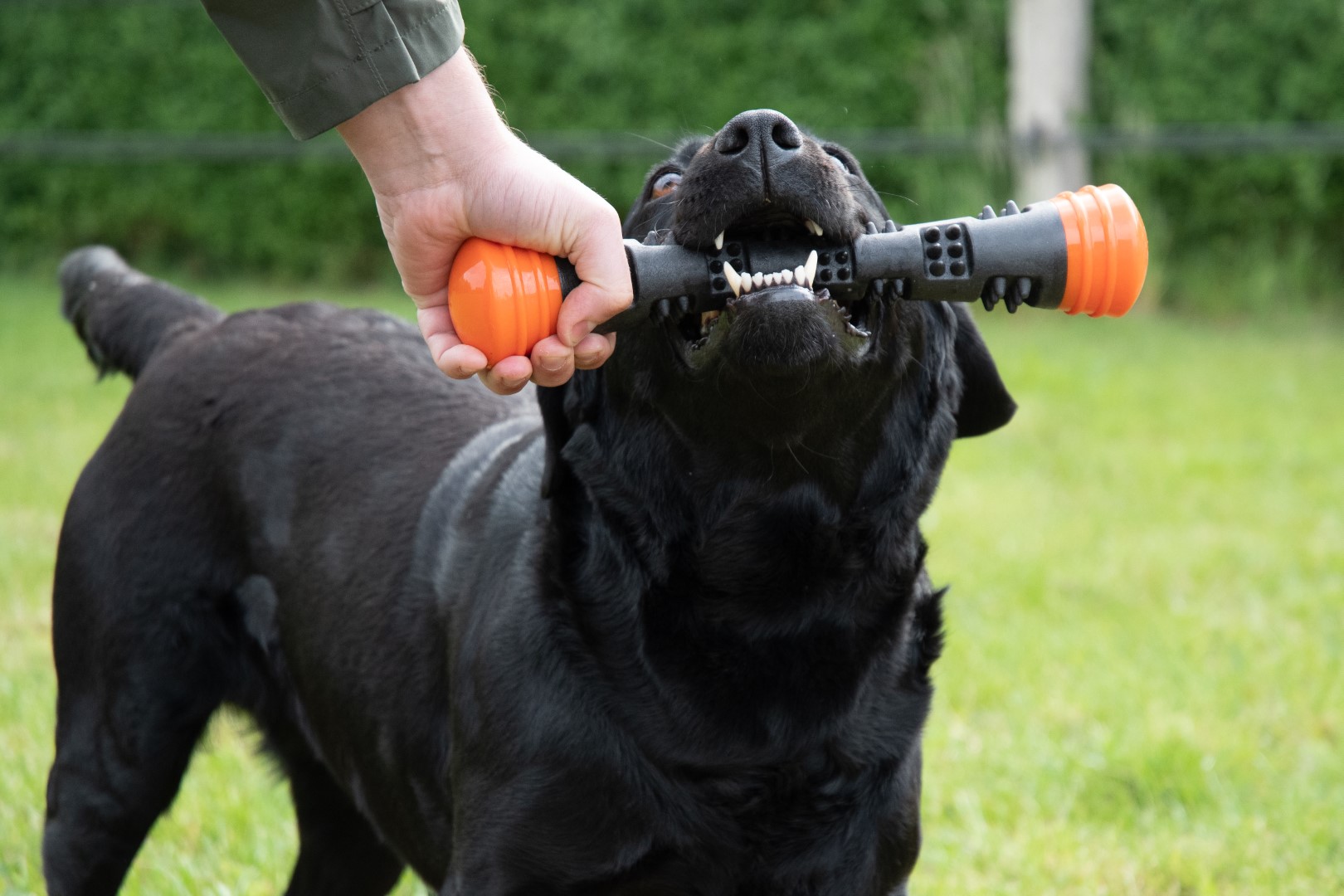 Dog Comets Meteor Werpstok Oranje L — afbeelding 6