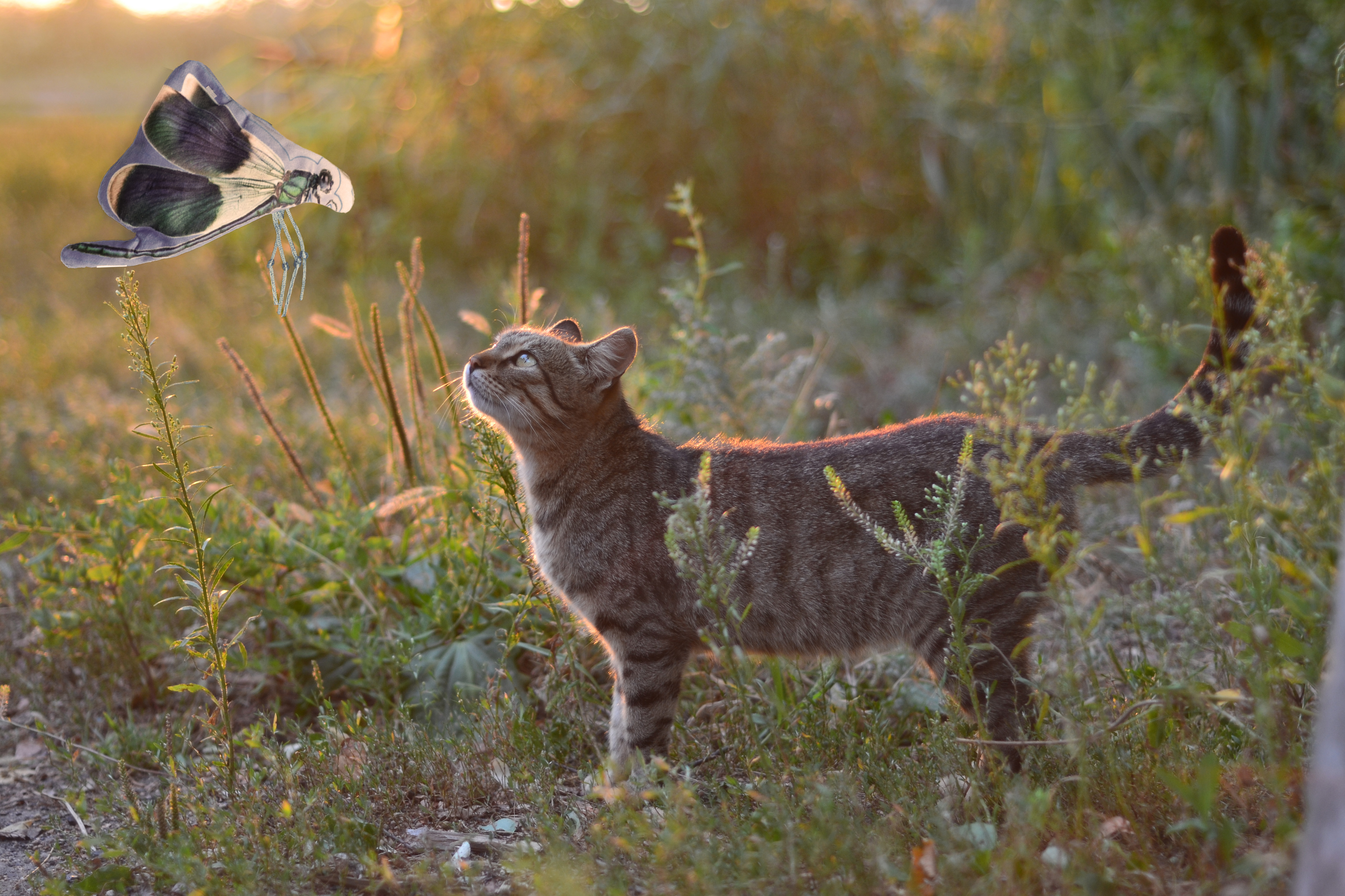 Wild Life Cat Libelle — afbeelding 3