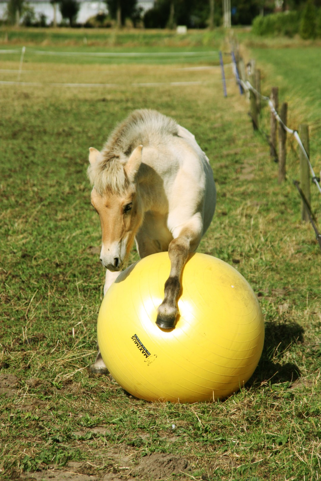 Maximus Power Play Ball 65 cm — afbeelding 2