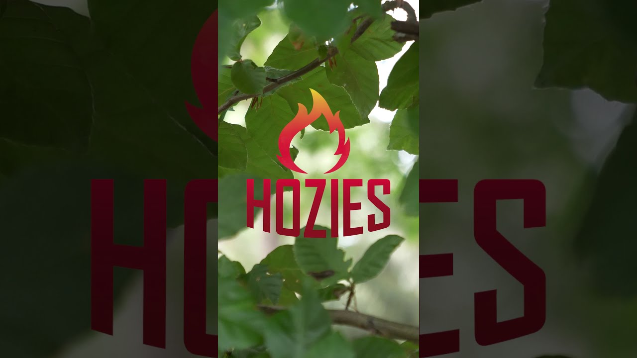 Hozies Billy Bengal M — afbeelding 2