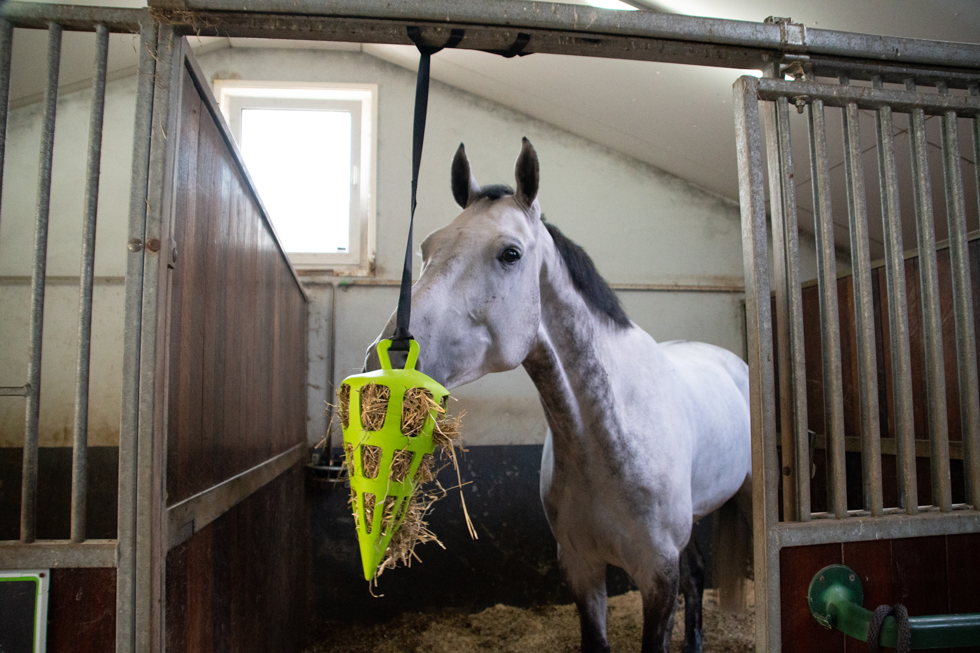 Hay Slow Feeder Fun & Flex Carrot Groen — afbeelding 4