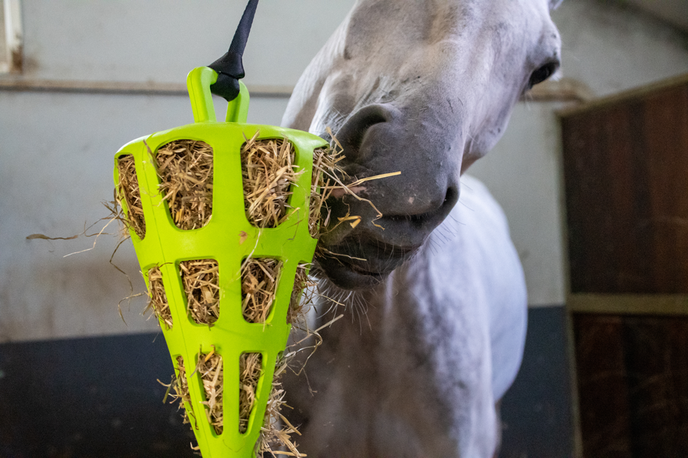 Hay Slow Feeder Fun & Flex Carrot Groen — afbeelding 3