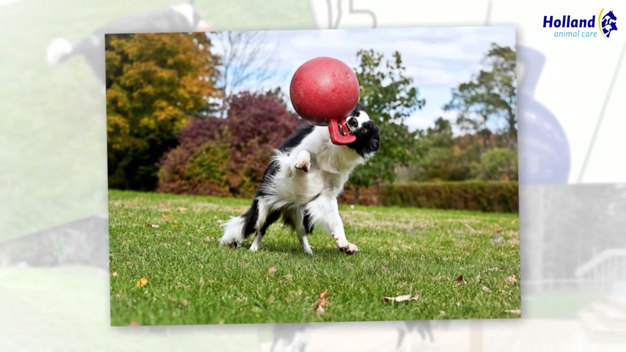 Jolly Tug-n-Toss Oranje L (20 cm) — afbeelding 2