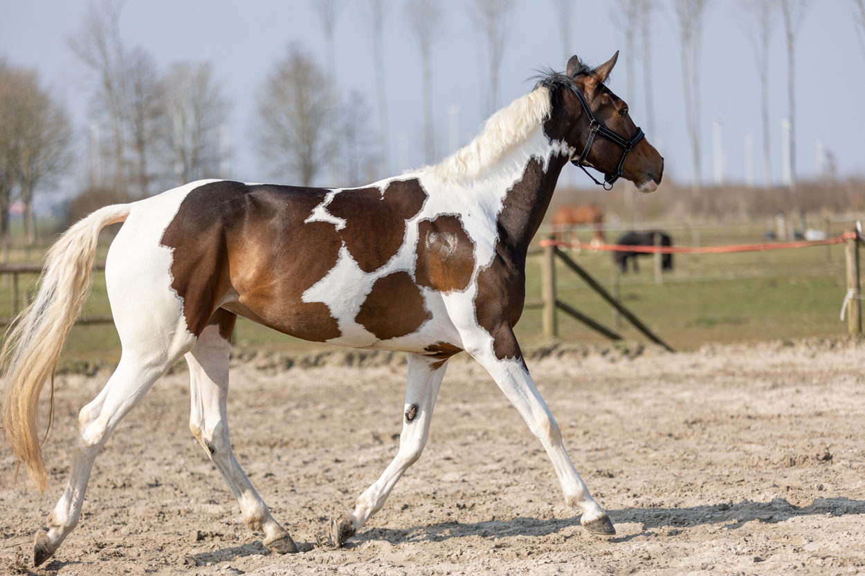 Excellent Horse Hi Gloss Glitter Spray Pink 250 ml — afbeelding 2