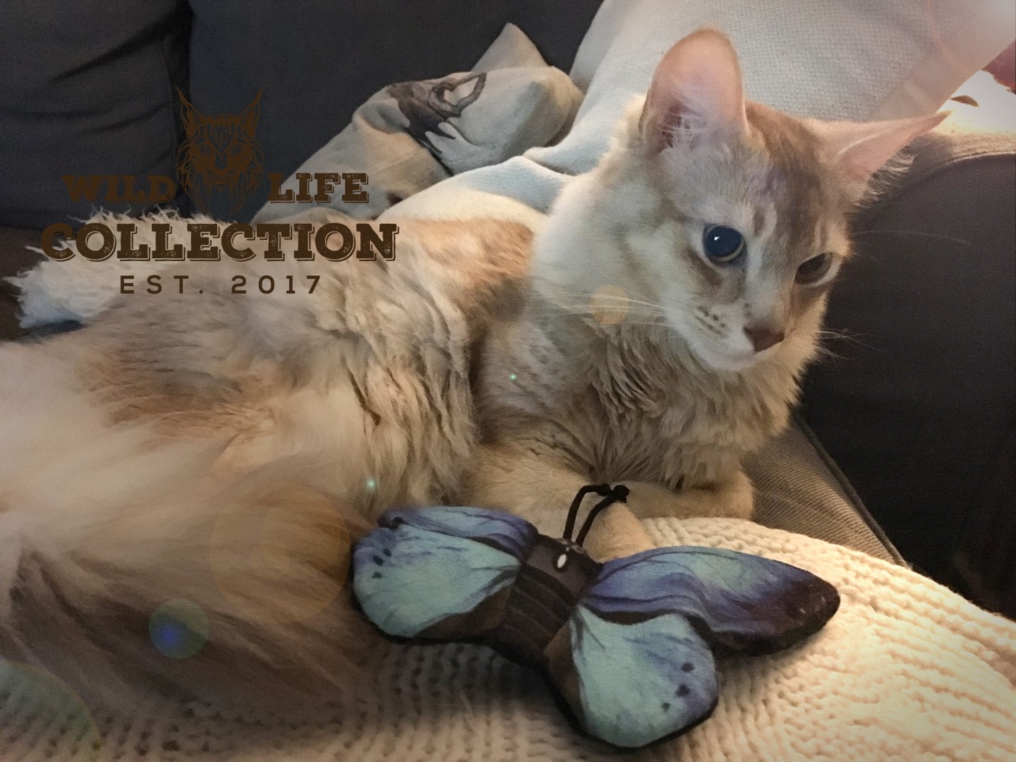 Wild Life Cat Blauwe Vlinder — afbeelding 3
