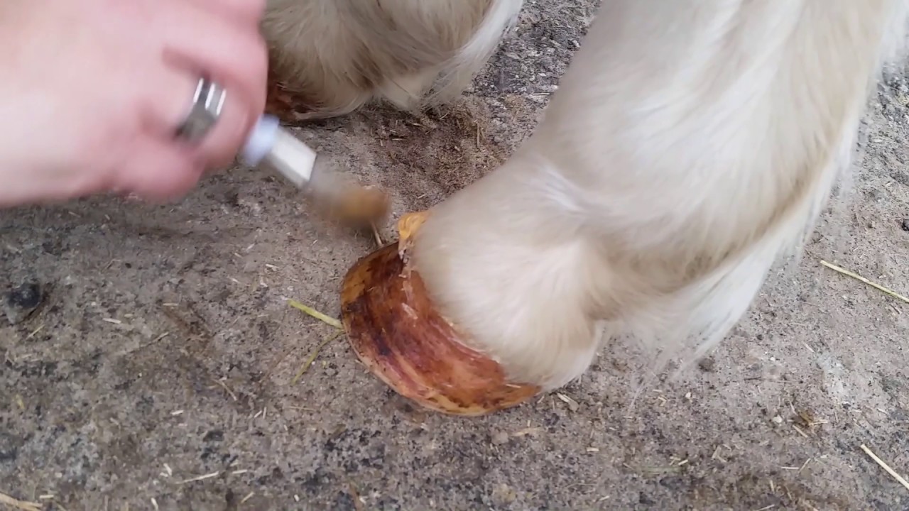Excellent Horse Hoof Oil Gel 400 g — afbeelding 2