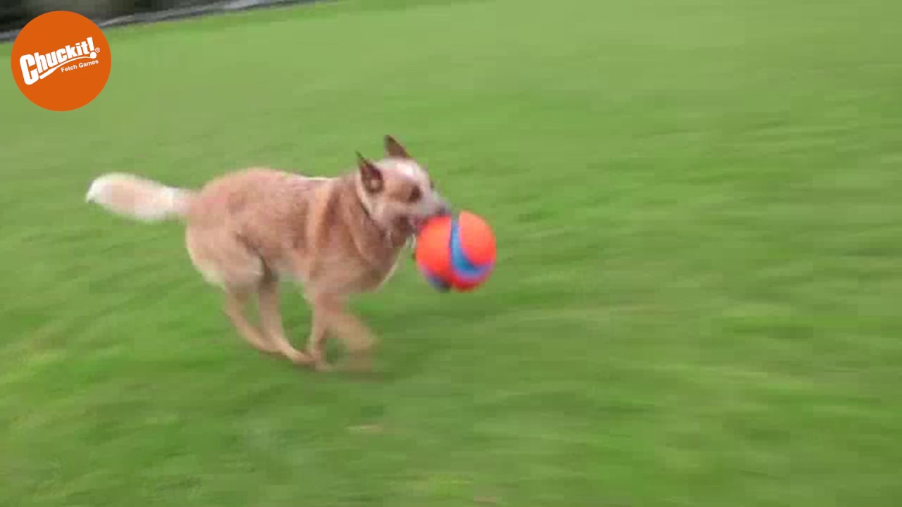 Chuckit! Kick Fetch Dog S — afbeelding 3