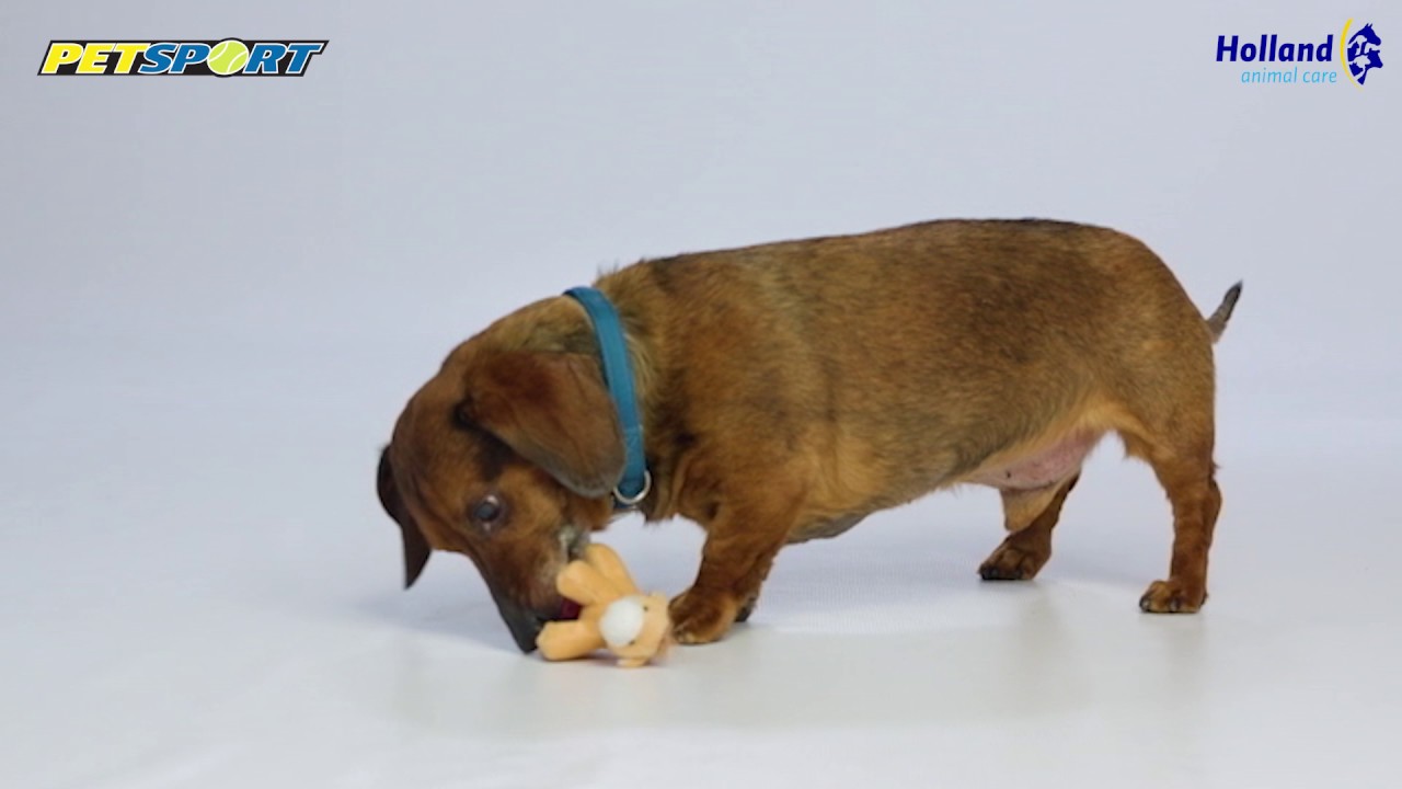 Petsport Tiny Tots Teddy Roze — afbeelding 2