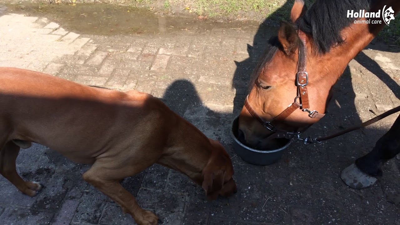 Excellent Horse Total Balance 2,5 l — afbeelding 2