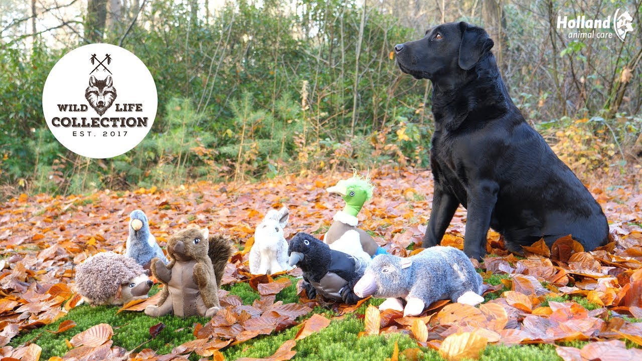 Wild Life Dog Eend — afbeelding 6