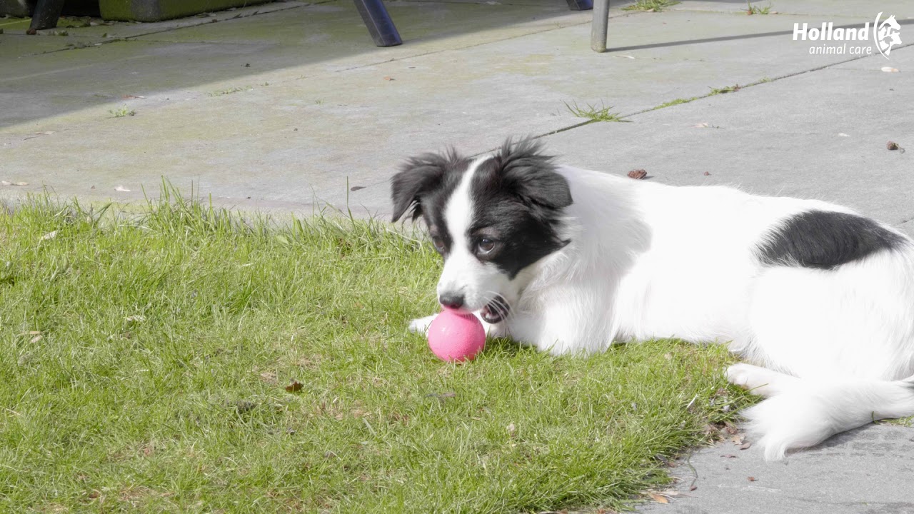 Dog Comets Stardust Roze S — afbeelding 4
