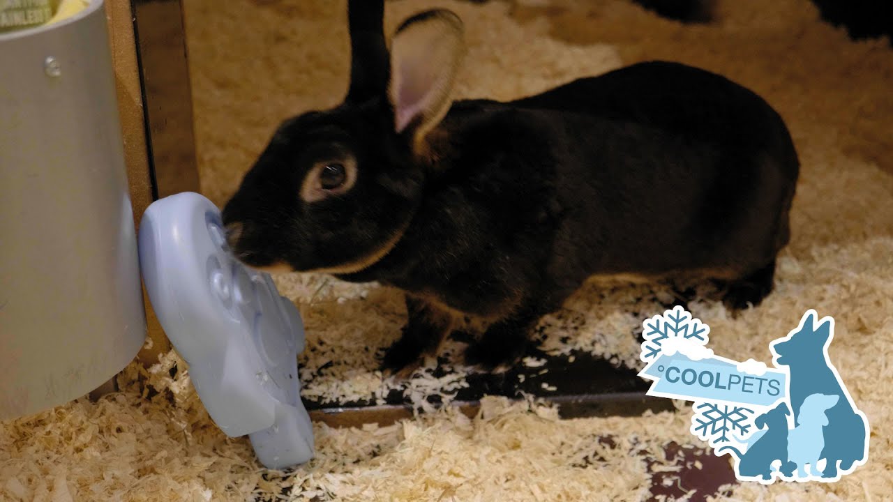 CoolPets Cooling Ice Penguin — afbeelding 2