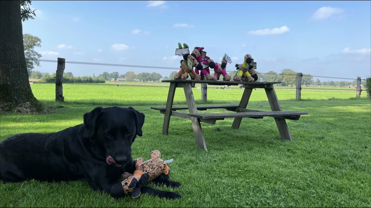 Retrodog Donkey Oranje M — afbeelding 3