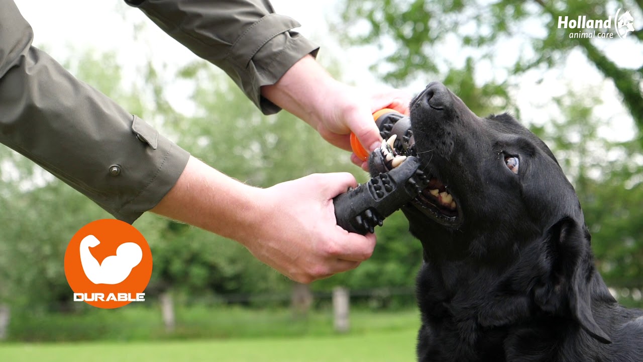 Dog Comets Meteor Werpstok Groen L — afbeelding 6