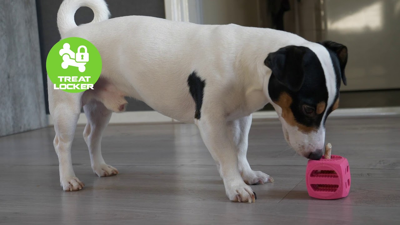 Dog Comets Pollux Oranje — afbeelding 3