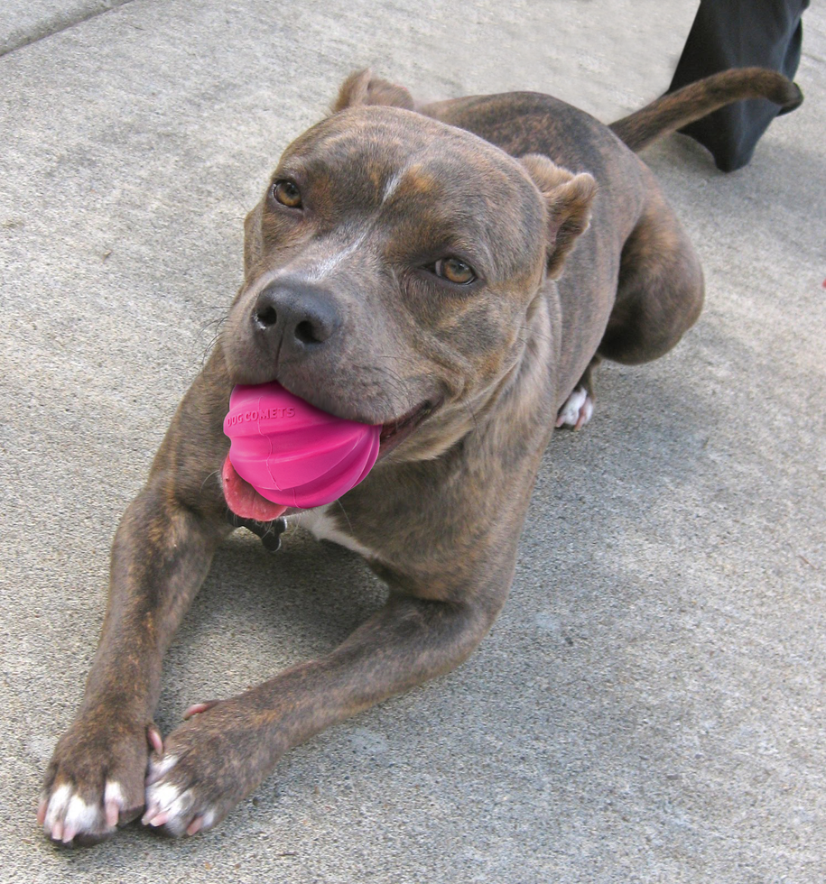 Dog Comets Halley Roze — afbeelding 2