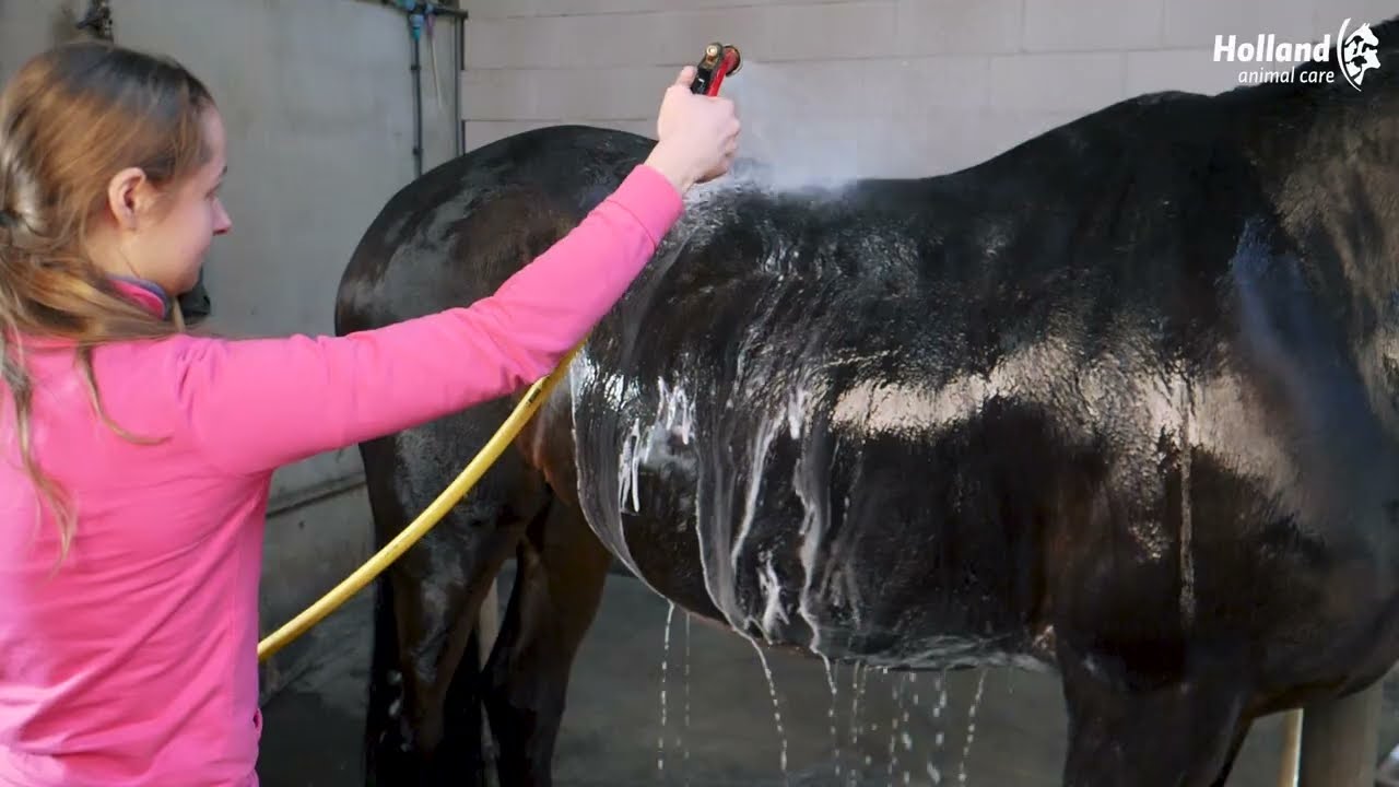 Excellent Horse Grooming Brush L Zwart — afbeelding 2