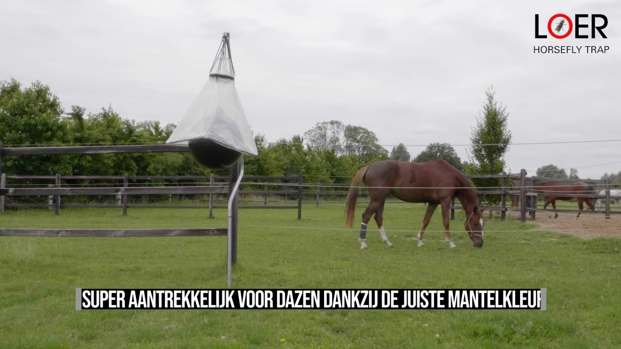 Loer Dazenval Compleet — afbeelding 3