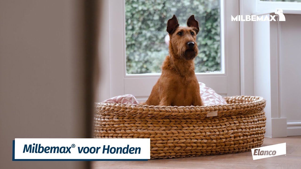 Milbemax Kauwtabletten Hond Groot Chewy 5-75kg 4 tabl. — afbeelding 3