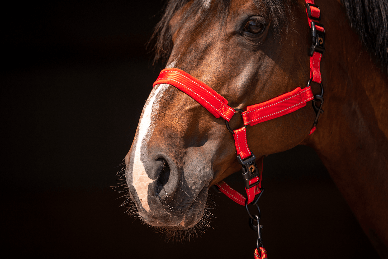 Excellent Superior Halster Rood XS — afbeelding 3