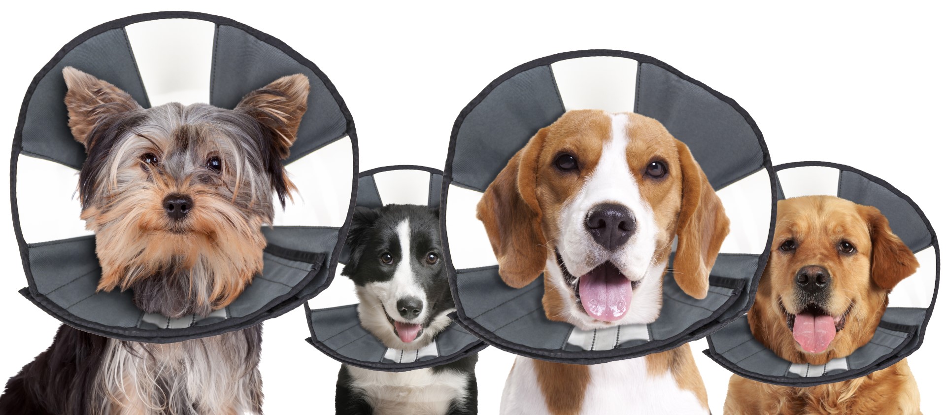 Zenpet Procone XL — afbeelding 2