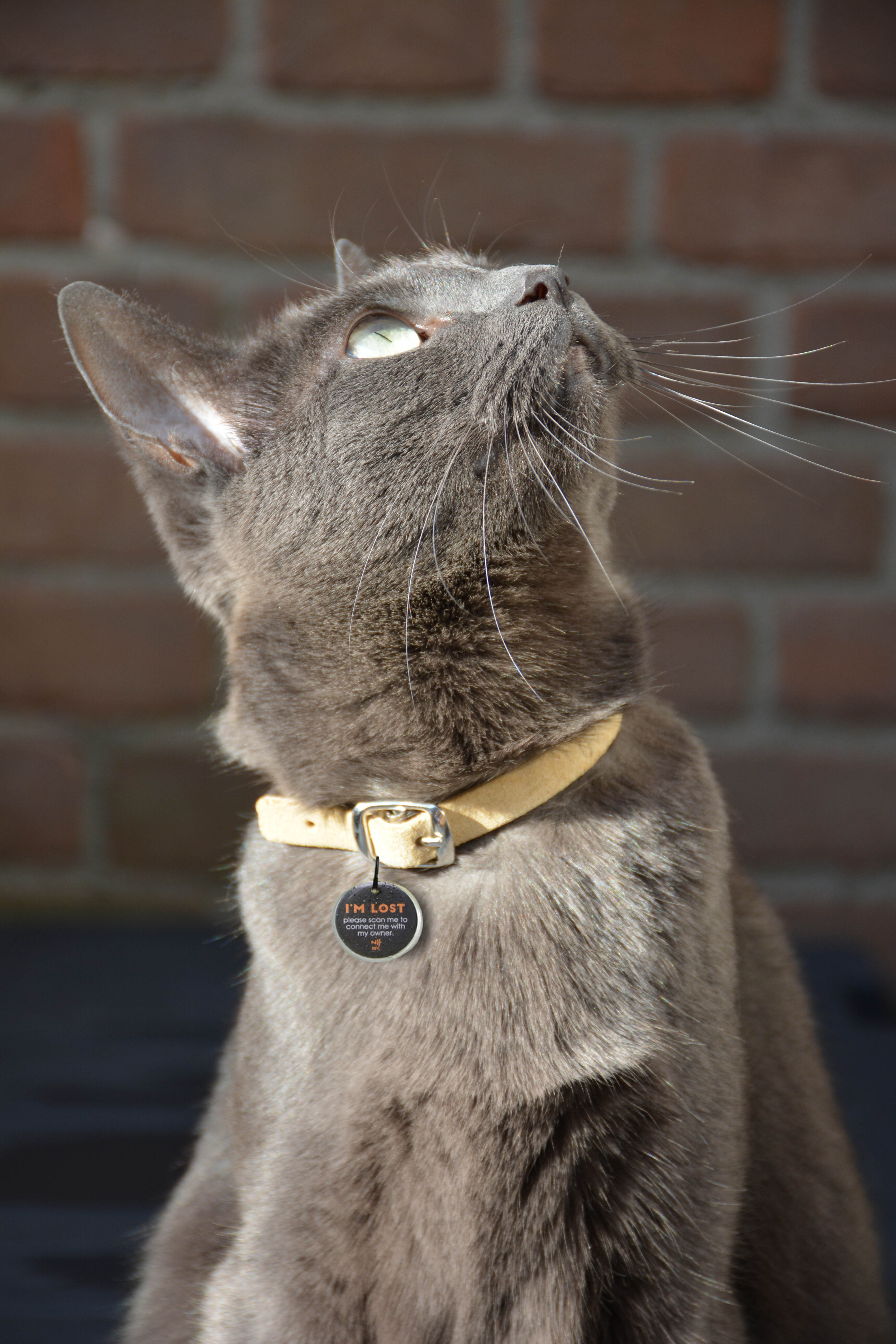 Spotted! Pro Hond & Kat S — afbeelding 3