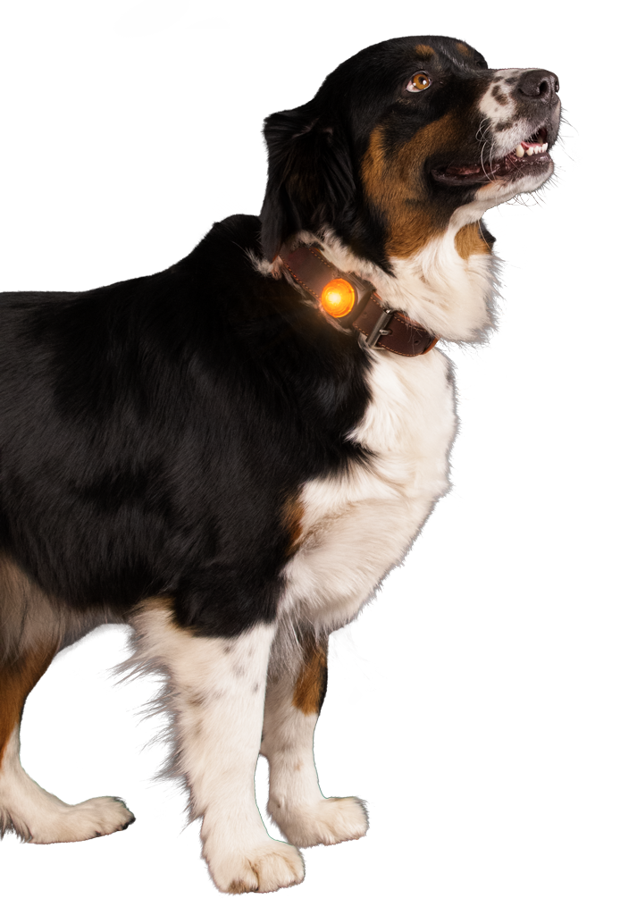 Nightwalk Safety Light Oranje — afbeelding 3
