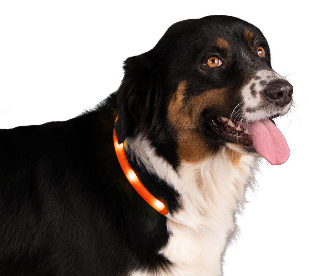 Nightwalk Safety Collar Oranje — afbeelding 3