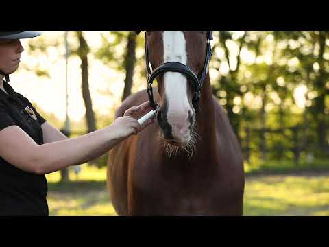 Excellent Horse Vitasporal 12 ml — afbeelding 4