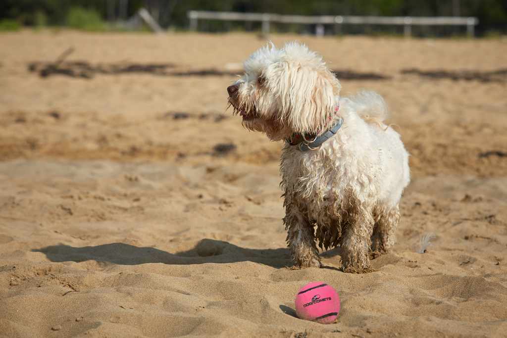 Dog Comets Tennisbal Met Pieper Neutron Star M Roze — afbeelding 3